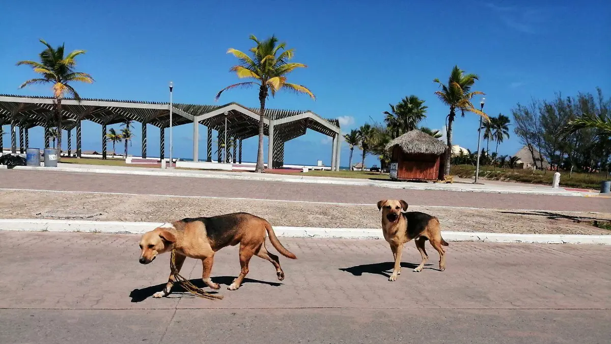 Perros callejeros